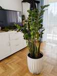 Zamiokulkas zamiolistny (zamioculcas zamiifolia) Roślina 150cm