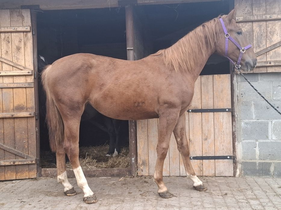 Sprzedam klacz 1.5 roku