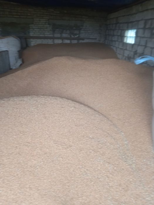 Продам овес ячмінь