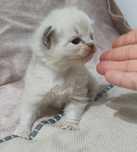 Ragdoll blue mitted lynx do rezerwacji