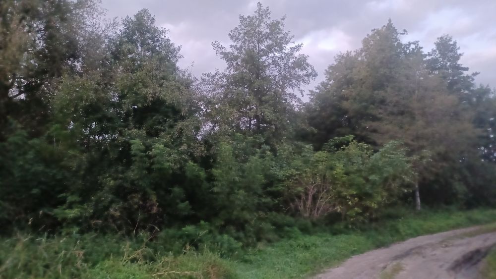 Drzewo na pniu opalowe lub budulec