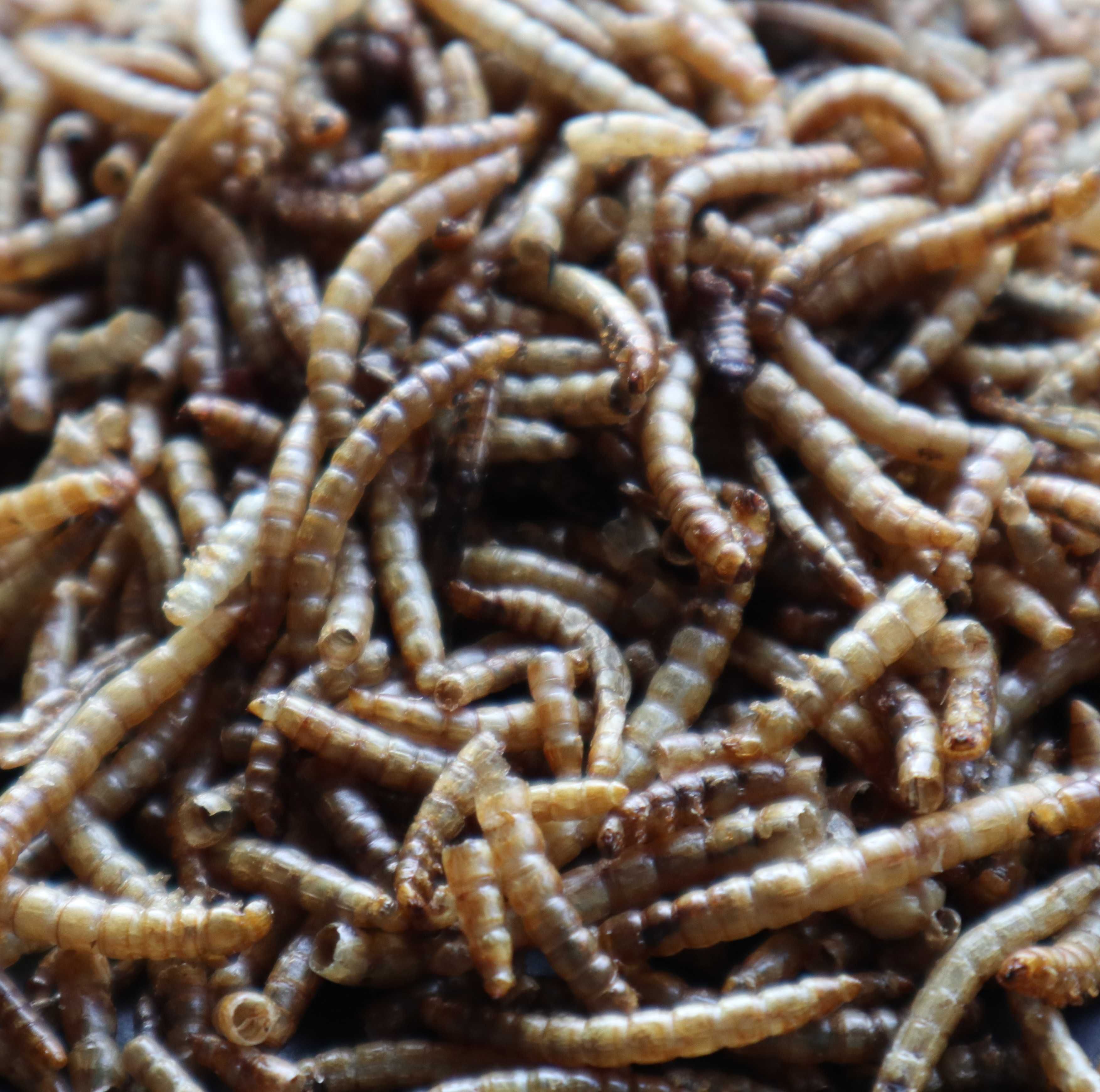 Dáfnias / Mealworms