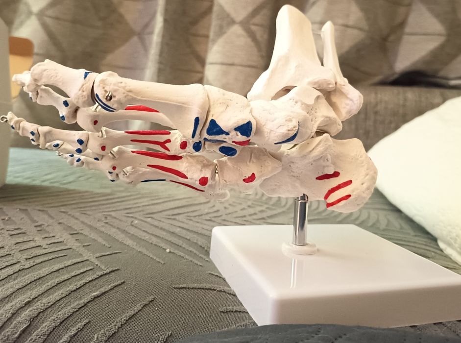 Modelo anatomico pé e tornozelo