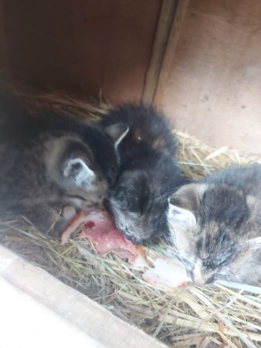 Oddam kotki dwu miesięczne