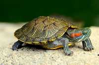 Красноухая черепаха даром