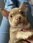 Suczka American Bully czekoladowa mikro