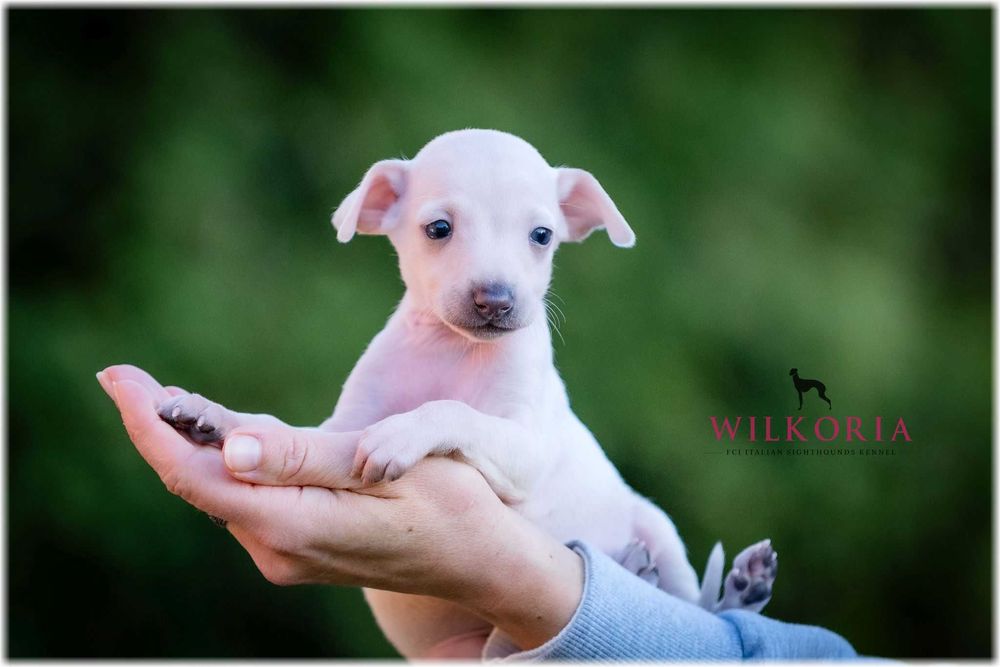 Charcik włoski * Charciki * kremowa suczka * hodowla Wilkoria FCI