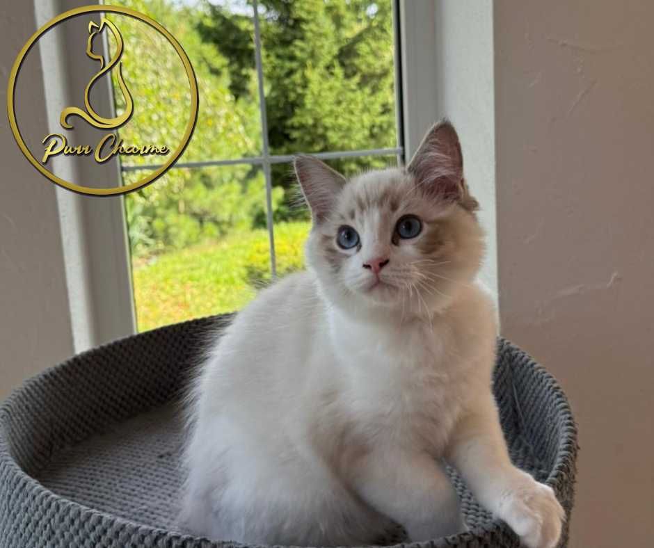 Prześliczny uroczy kocur ragdoll rodowód FPL FiFe słodki