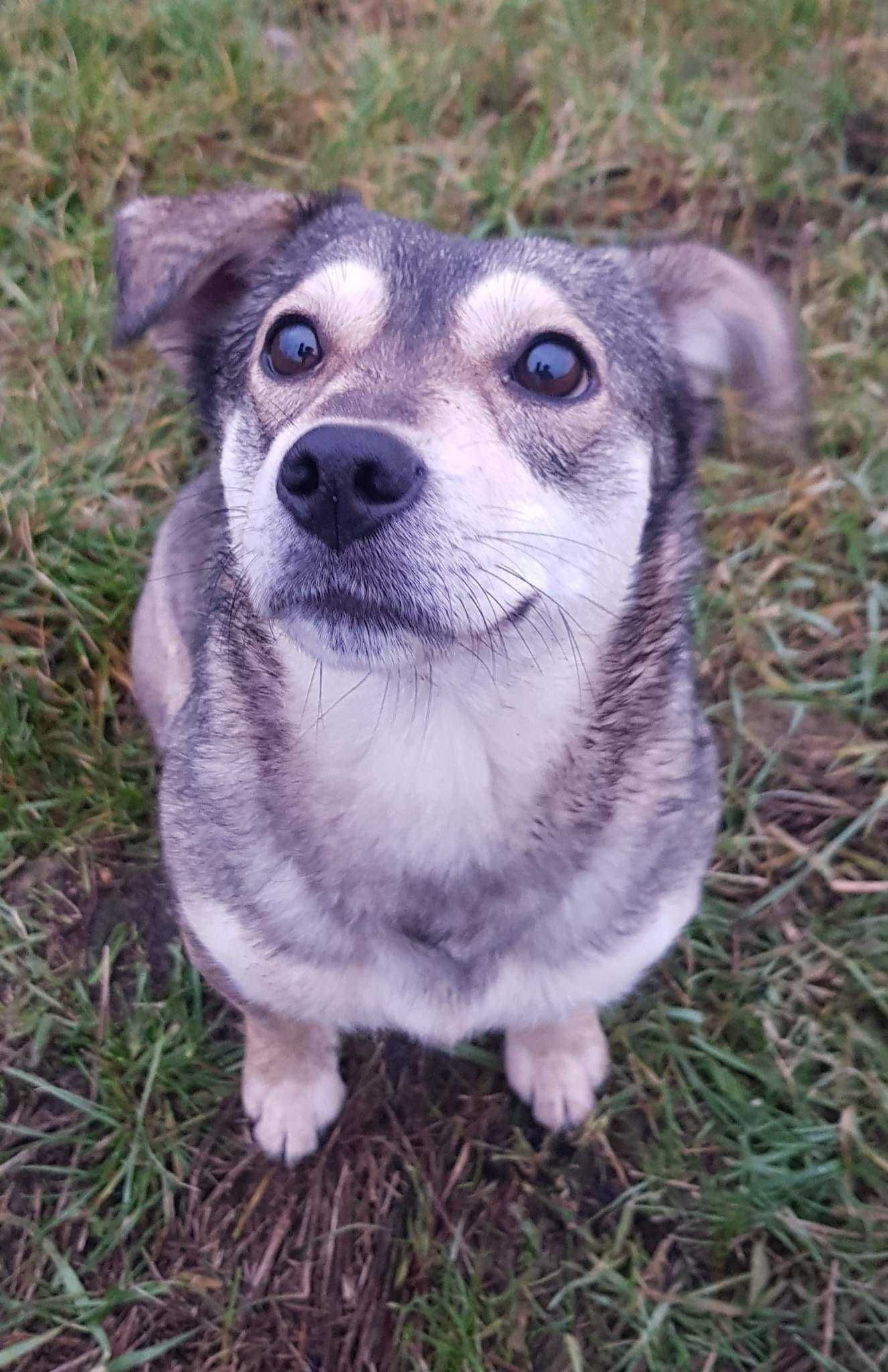 Figa poleca się do adopcji!!