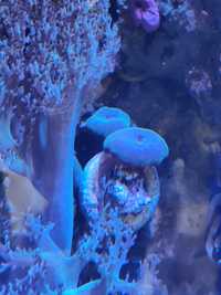 Discosoma blue Koral
