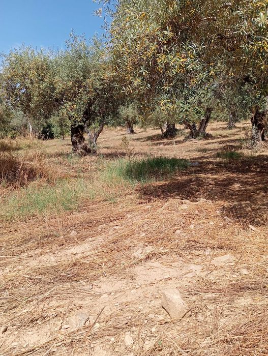 Terreno agrícola em Aldeia do Bispo/Penamacor com 1 hectare.