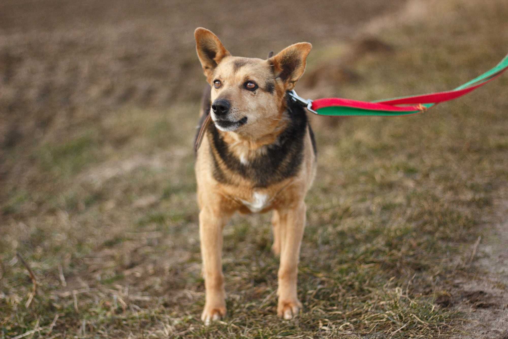 IRGA - Schronisko Canis w Kruszewie