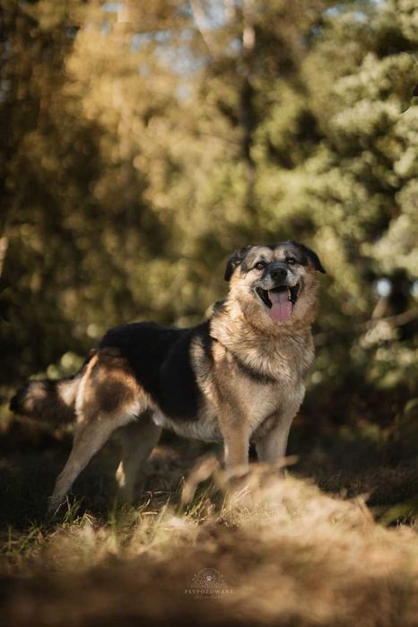 Hagi duży puchaty misiek czeka na dom ADOPCJA
