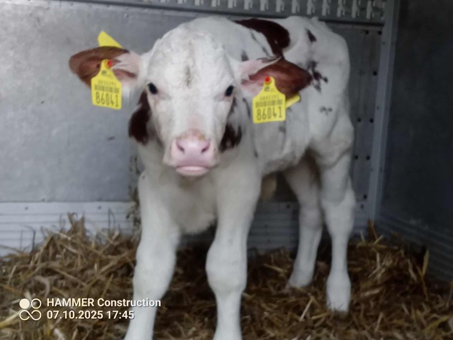 Sprzedam byczki mięsne