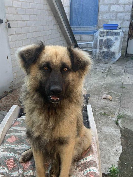 розшук собаки,пропав пес