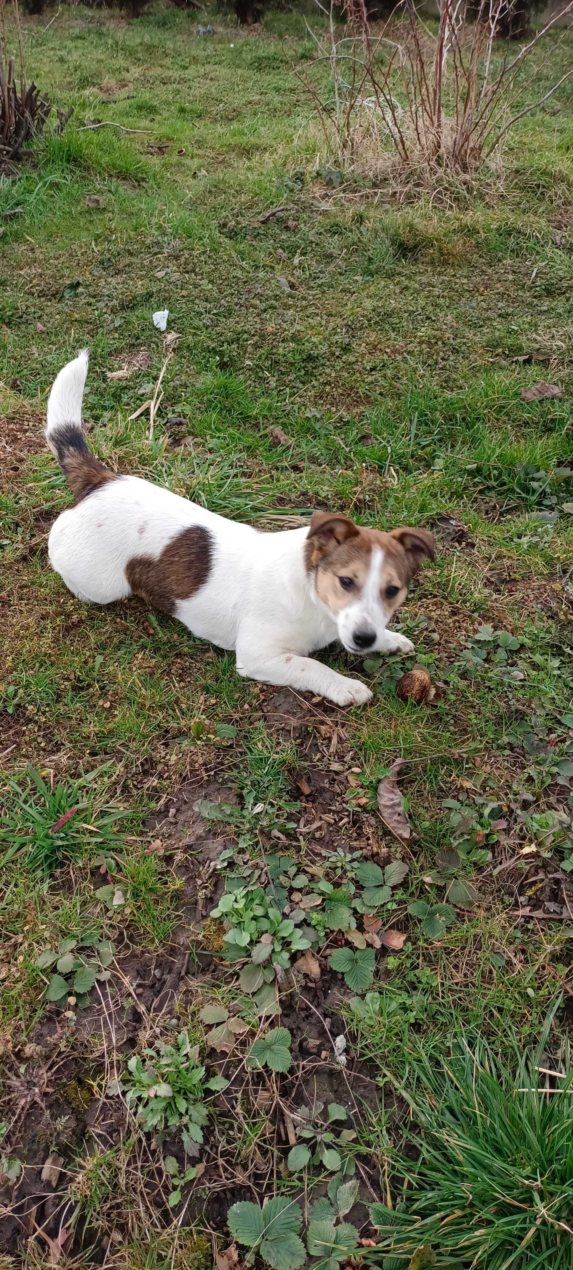 Jack Russell terrier-suczka 9-miesięcy