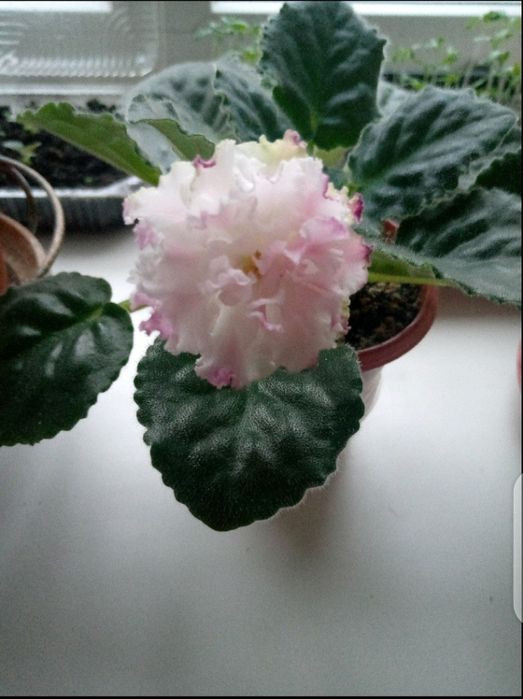 Кімнатні рослини