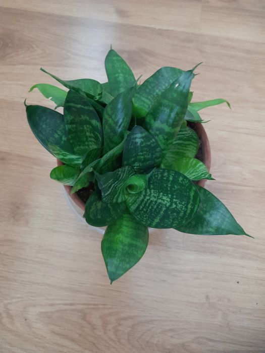 Skretniki,Monstera Monkey Mask,scindapsus,Epipremnum,trzykrotka, sanse