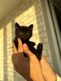 Чорні котики безкоштовно