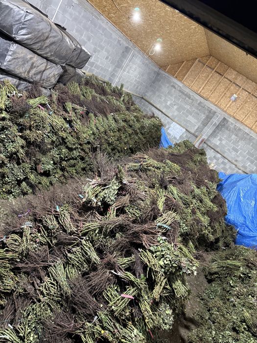 Троянди опт вся підписана сорти 100%