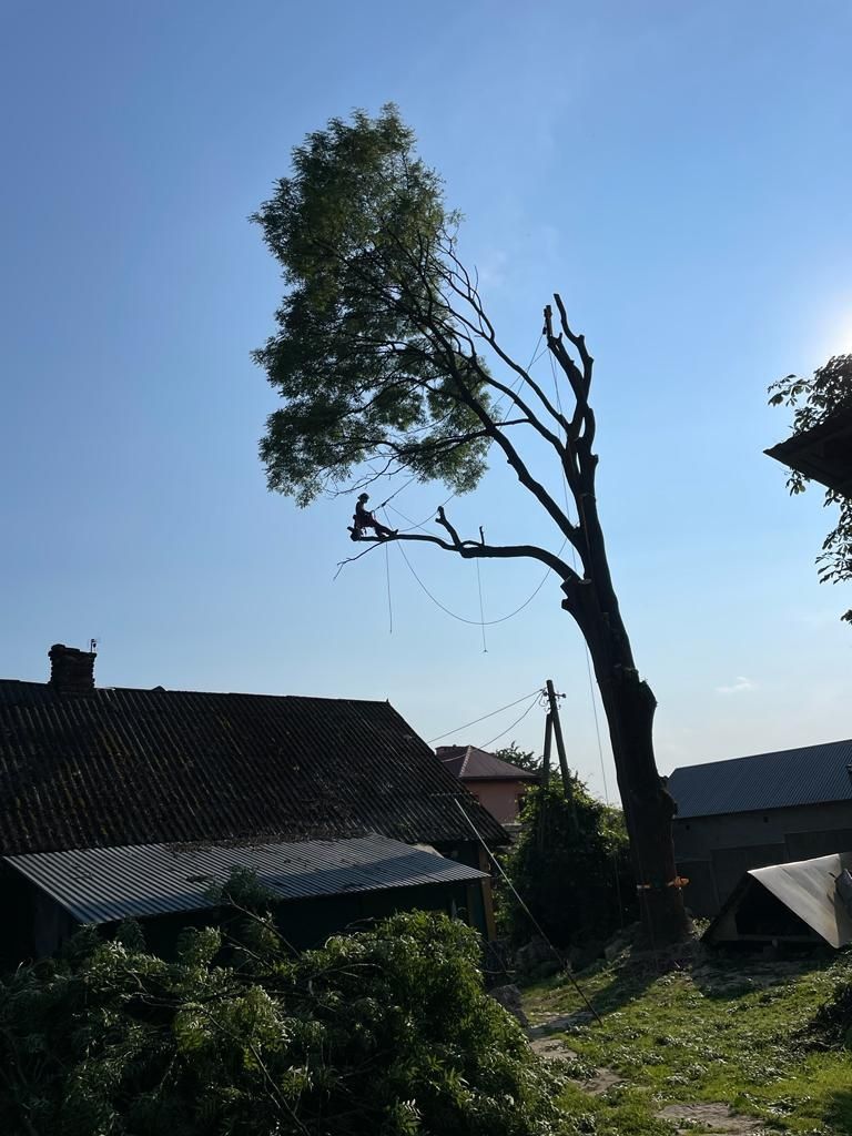 Wycinka alpinistyczna drzew, pielęgnacje drzew, wycinka standardowa