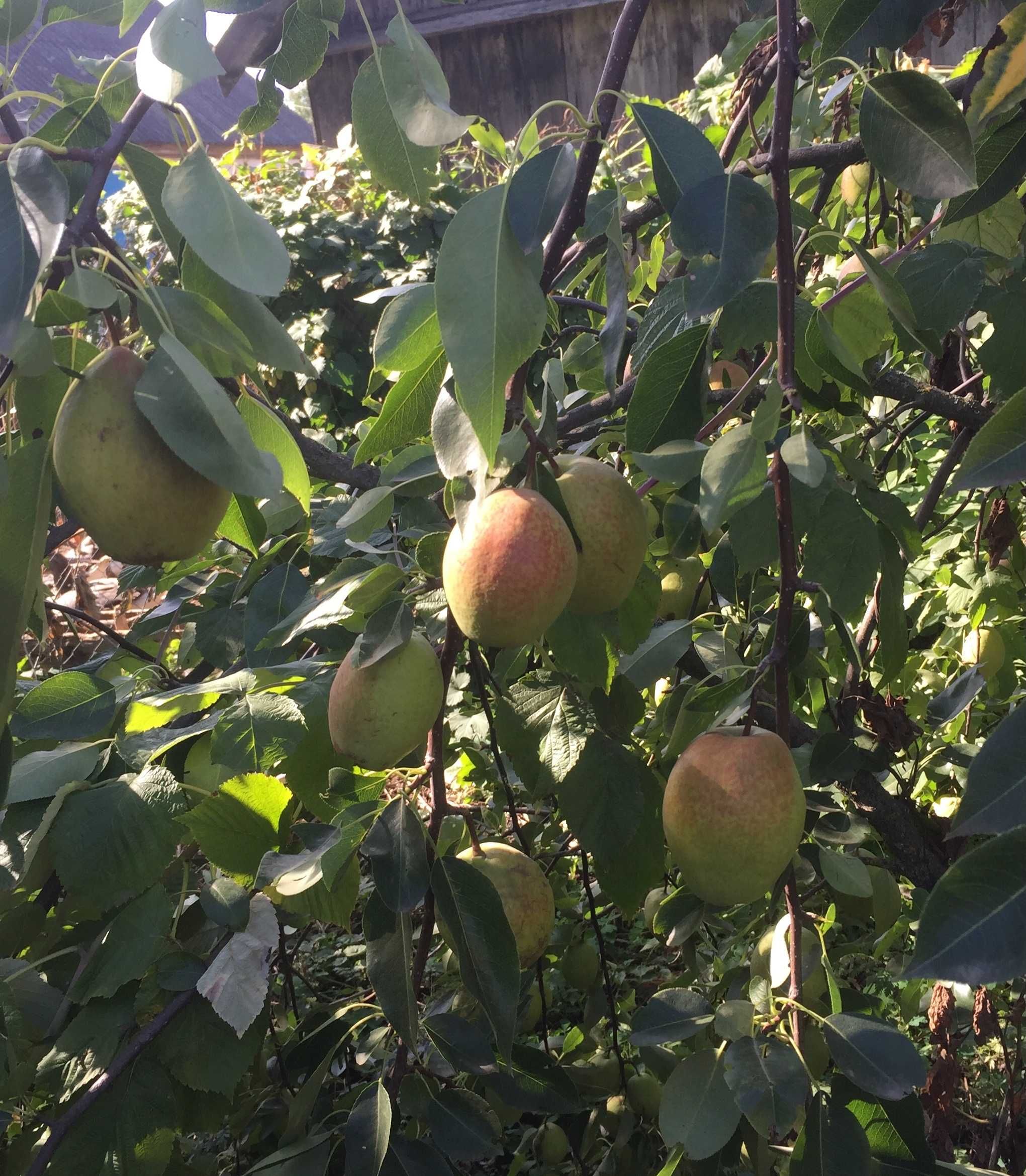 Продам будинок  в с. Хвощове, Шишацький район, Полтавська область