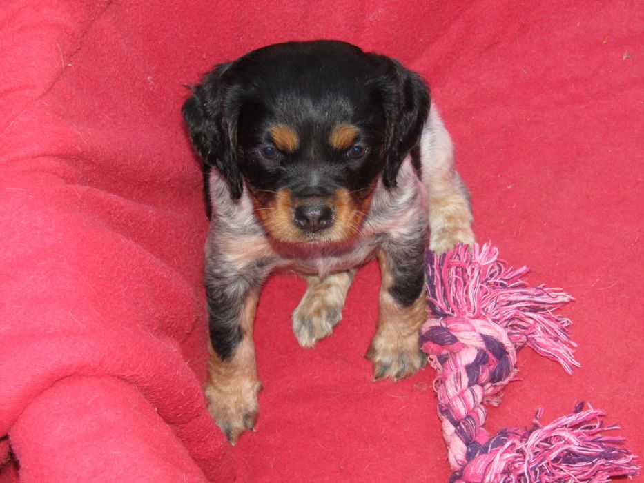 Epagneul Breton Tricolor LOP/Pedigree/Afixo.