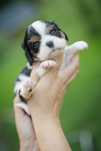 Cavalier King Charles Spaniel - sunia tricolor - Lilou La Lune