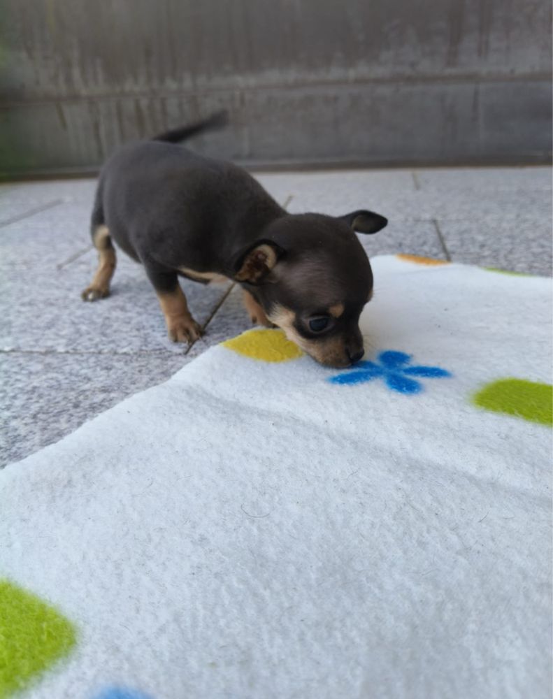 Chihuahua macho top