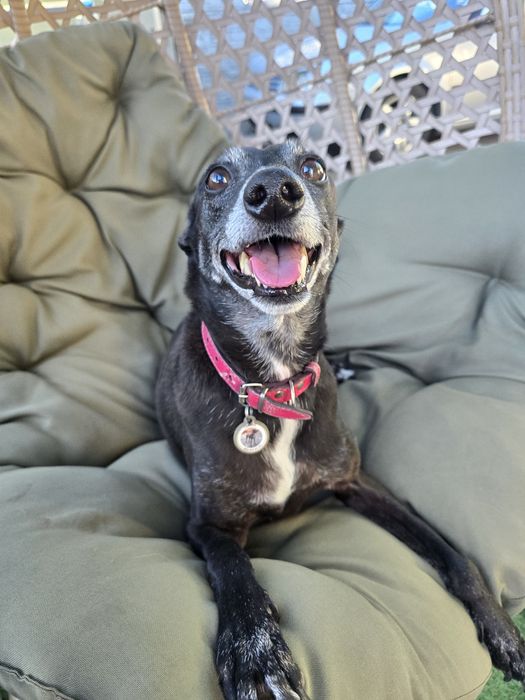 Готель для тварин перетримка зооготель