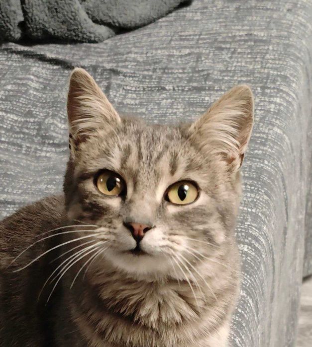 Стерилізована кішечка 6-7 місяців