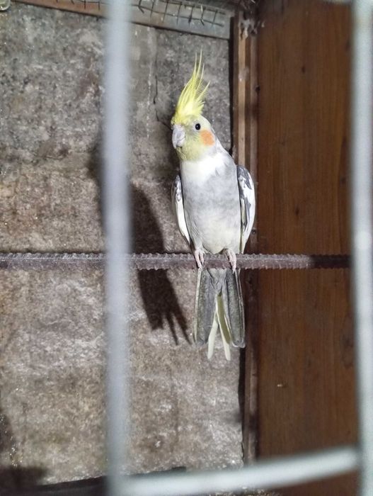 Aves Caturras  face branca