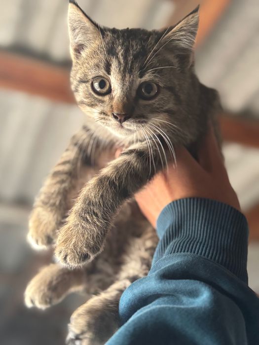 Котята Метис породи Бомбейських та Лі Хуа