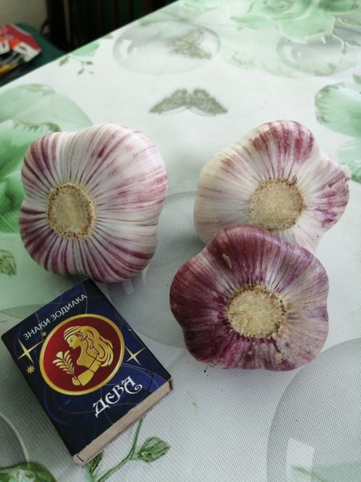 Продам зимовий часник із свого городу. смачний,  великі зубці