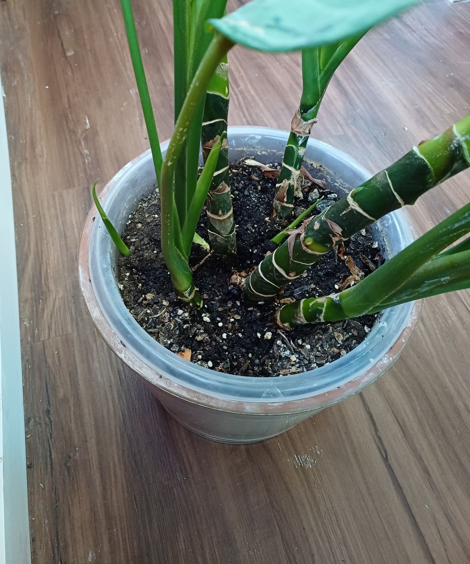 Planta - Aglaonema com vaso cerâmico