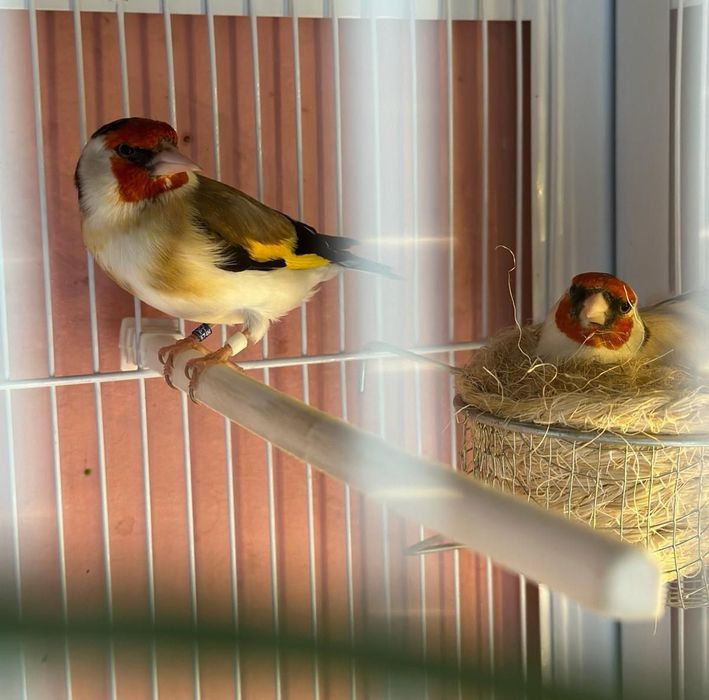 Tenho alguns pássaros destes para ceder