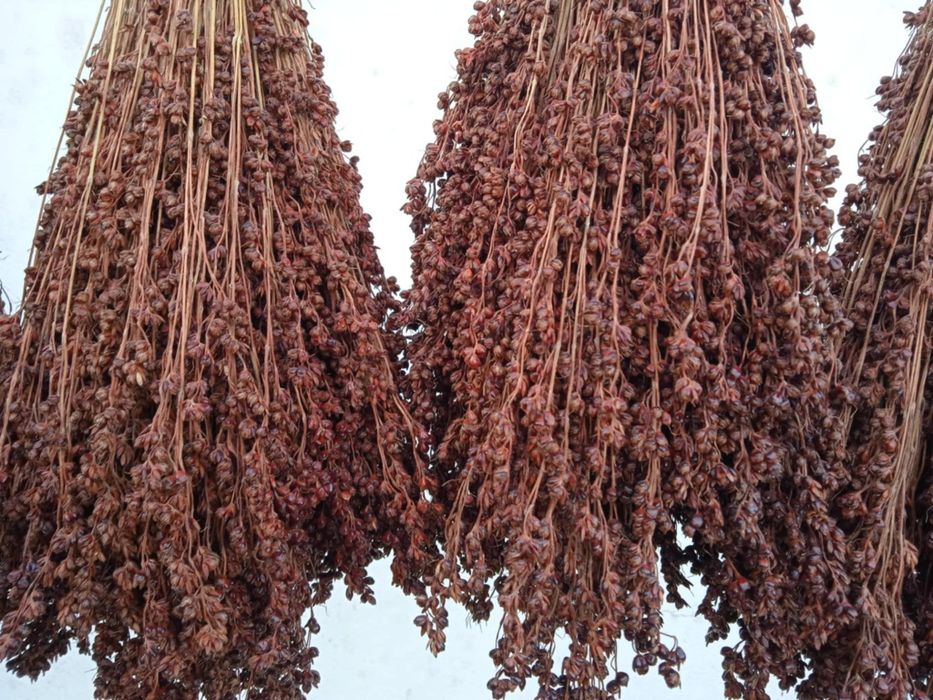 Vendo flores naturais para fazer arranjos