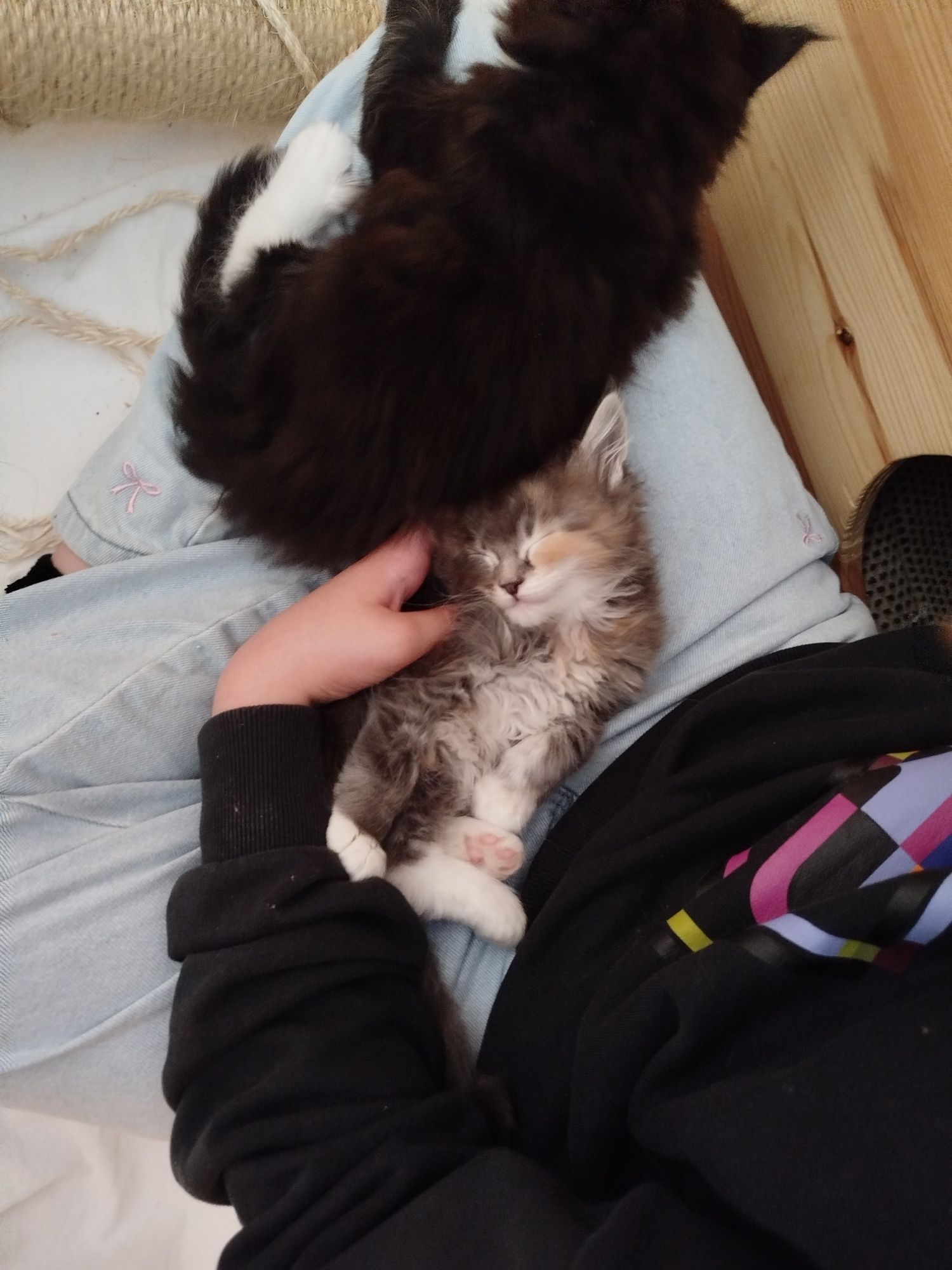 Niebieska kotka Maine coon FPL