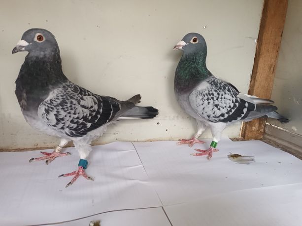 Продам пару спортивних голубів