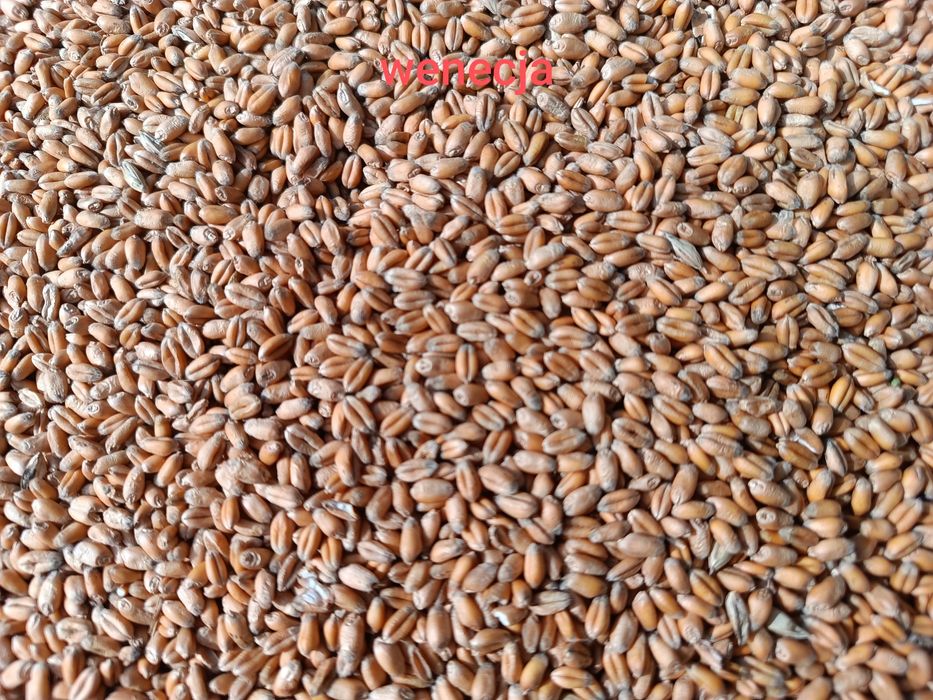 Sprzedam pszenicę Wenecja