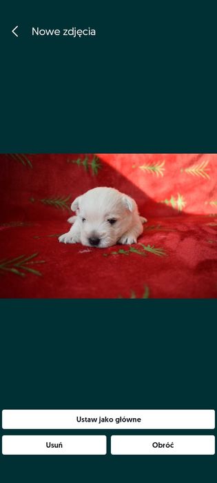 Suczka West Highland White Terrier do rezerwacji