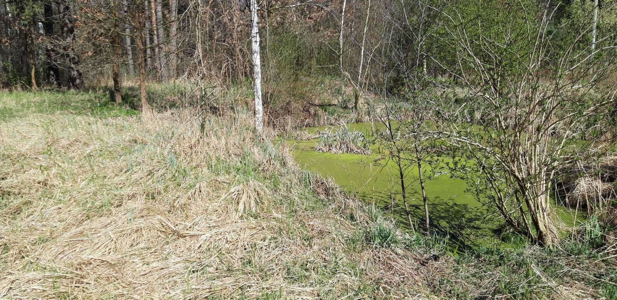 Działka w lesie (leśna polana)