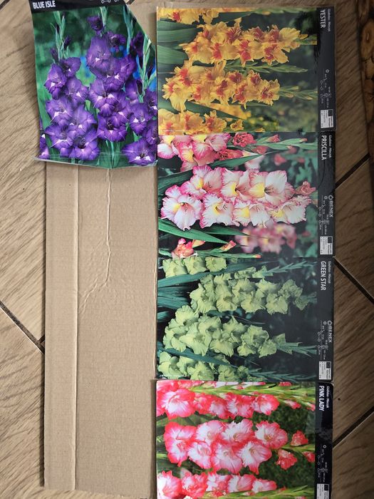 Mieczyk cebulka 6 sztuk miks kolorów