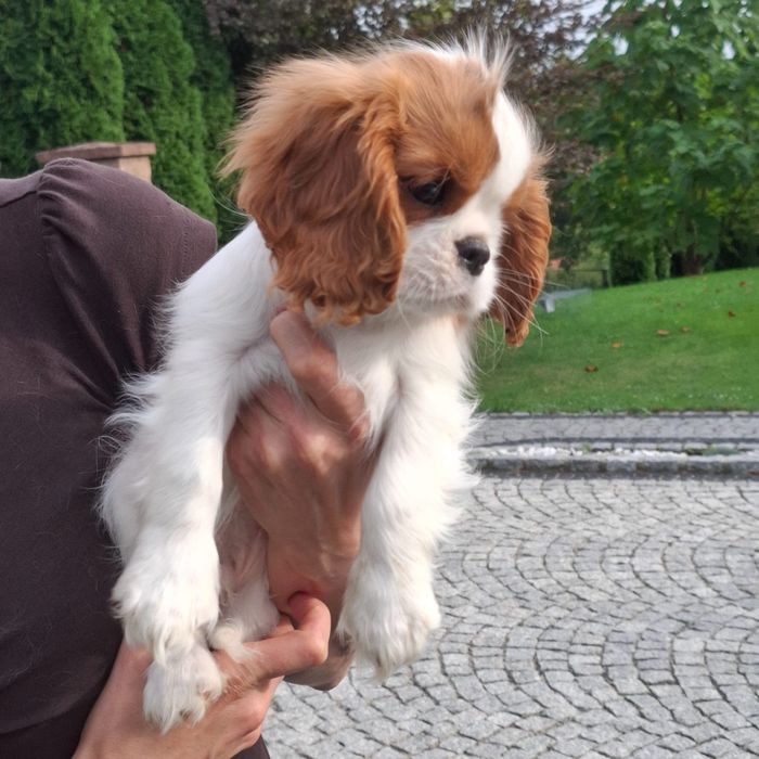 Piesek Cavalier King Charles Spaniel Związek Kynologiczny w Polsce FCI