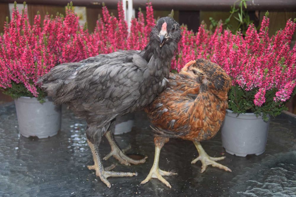 ARAUCANY - młode pary.