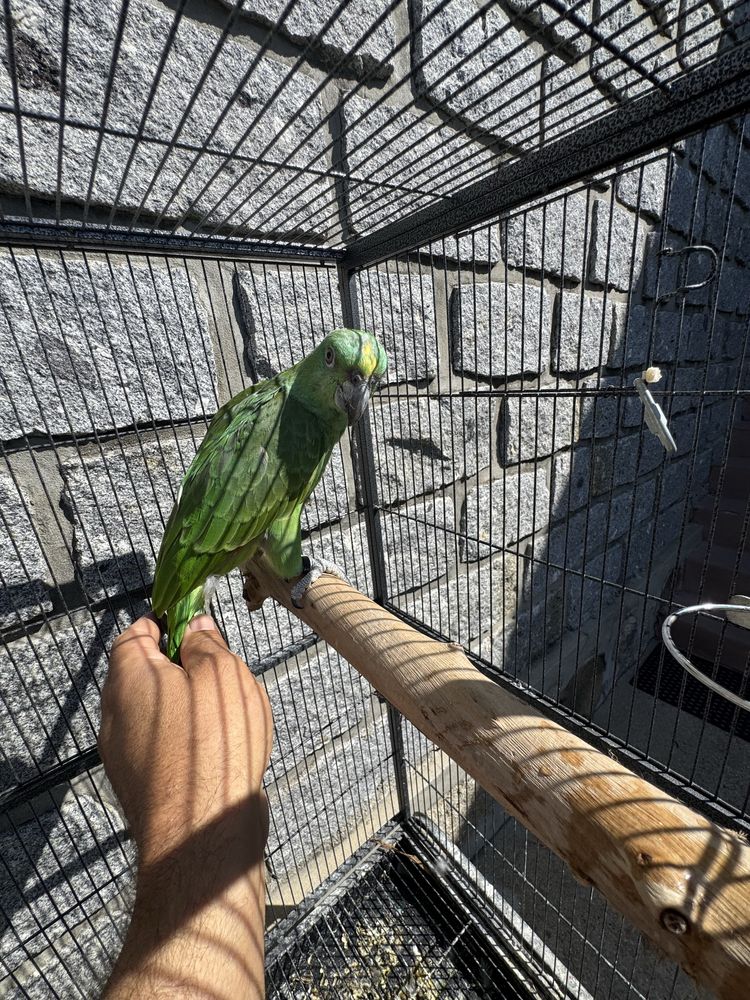 Amazona auropaliata 2025