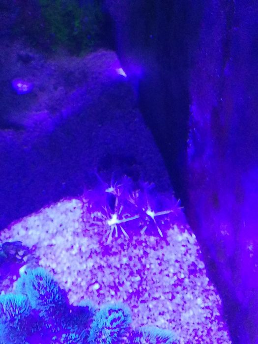 Corais Xénia Pump 5 pés em 3 rochas.