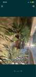 Palmeiras artificiais areca  lindissimas para decoracoes