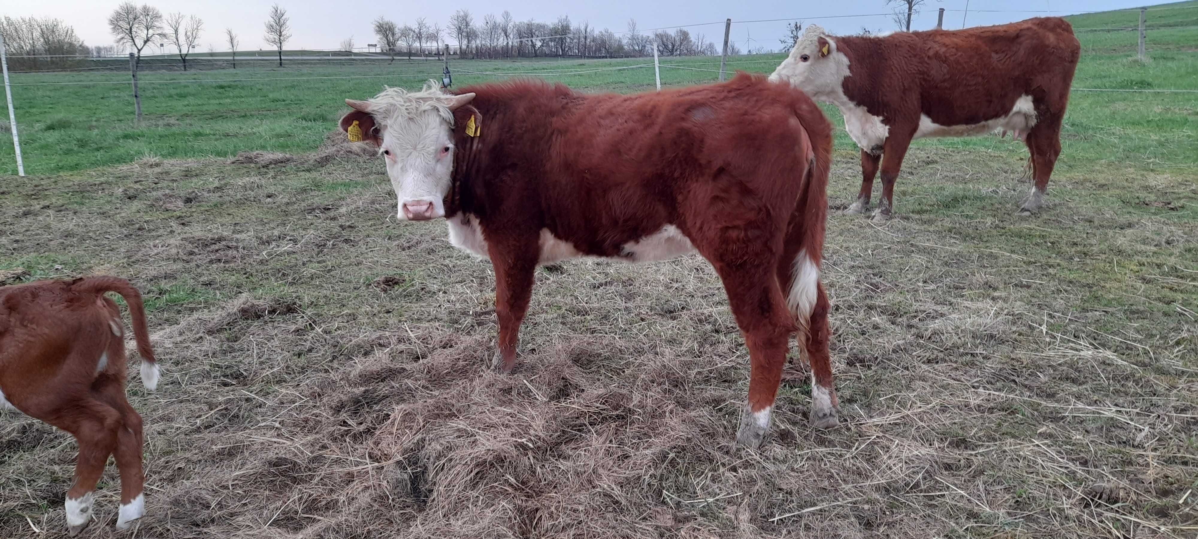 Jałówka 100% Hereford pod oceną PZHiPBM, żółta karta.