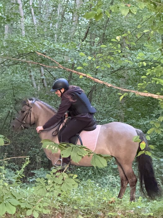Do dzierżawy klacz konika polskiego 145cm warta uwagi!